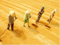 Thin demand drives Vietnam's Jan-Nov rice exports down 25 percent