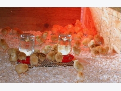 How to start your own poultry business