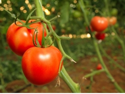 Planting Preparations for Growing Tomatoes