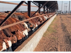 Preparing cattle for summer production