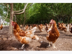 Impact of space on the welfare of free-range layers