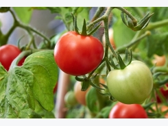 Expert Tips for Growing Tomatos Outdoors