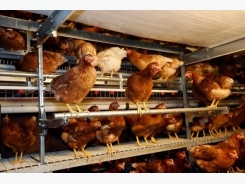 A poultry producer’s guide to red mite control
