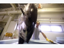 Japanese closed-cycle bluefin farms to produce commercial volumes