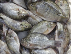Bid to reduce antibiotic use in aquaculture