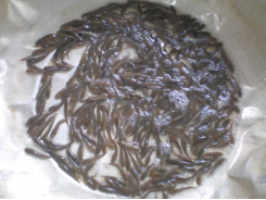 Kỹ thuật sinh sản và nuôi thương phẩm cá lóc