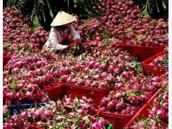 Long An aims to up dragon fruit exports