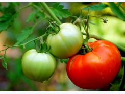 Planting Tomato Plants General Guidelines