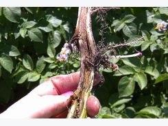 Global potato researches gather to find solutions for blackleg disease