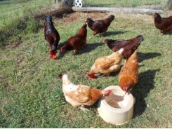 Parasites on chickens: backyard v commercial