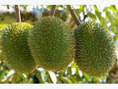 Durians just as popular as iPhone X in China