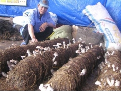 Bình Định: Năng suất cao từ mô hình trồng nấm rơm kiểu mới