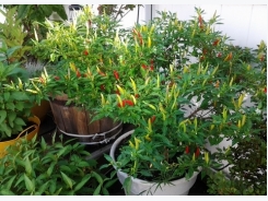 Kỹ thuật trồng cây ớt cay tại nhà cực đơn giản cho quả sai trĩu cành