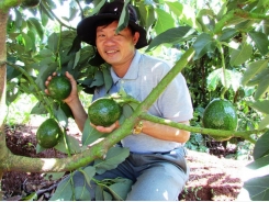 Nuôi dế nghĩ về những mùa bơ