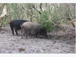 Người đầu tiên mạo hiểm đưa lợn rừng về nuôi trên vùng đất cát ven biển