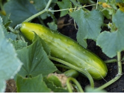 Growing Cucumbers and Gherkins in the Vegetable Garden