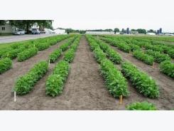 Gene may aid high-yield, high-protein soybeans