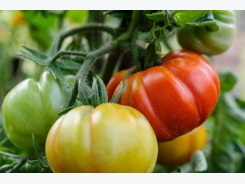How to grow tomatoes in a growing bag
