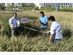 Trung Quốc: Thành công trong việc tăng năng suất giống gạo chịu mặn