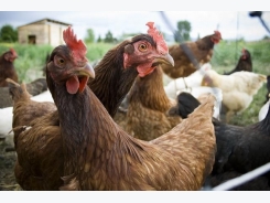 Parasite control can reduce hen mortality