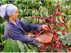 Vietnam to build upscale coffee brand