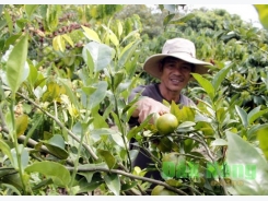 Hiệu quả từ trồng cà phê xen cây ăn trái