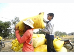 Rice farmers rue missing out on price rise