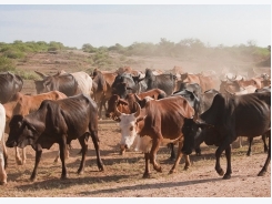 Arthropod-borne summer livestock diseases