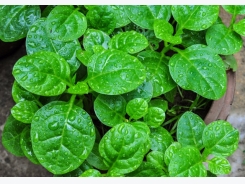 Kỹ thuật trồng cây rau Mồng tơi xanh mơn mởn khắp vườn nhà