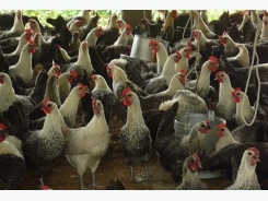 Mô hình nuôi gà siêu trứng Ai Cập cho năng suất cao