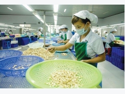 Cashew industry faces volatile weather, pests
