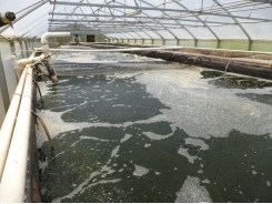 Turning a profit on aquaculture waste
