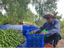 Vietnamese seedless lime sees great chance to enter Japanese market