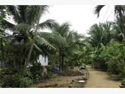 Ben Tre’s vast coconut groves