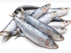 Spain and Portugal to propose management plan for Iberian sardine