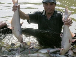 Pangasius, vegetable prices highly hike in Mekong Delta