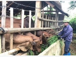 Trồng cỏ nuôi bò cho thu nhập cao