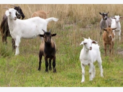Position, function of goat antibody genes identified
