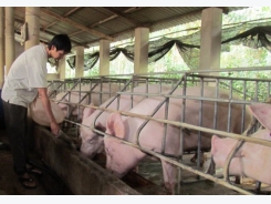 The untapped potential of pork exports