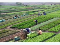 Vietnam, Brazil boast potential of agricultural, tourism cooperation