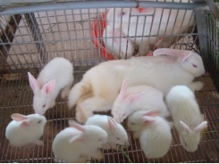 Sử dụng đệm lót sinh học giúp tăng năng suất chăn nuôi thỏ