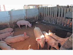 Basic infrastructure for small-scale pig farming