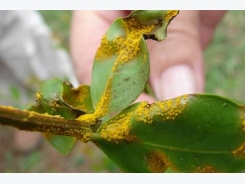 Fungal plant disease found in Auckland