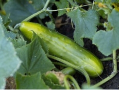 Tips for Planting and Growing Cucumbers