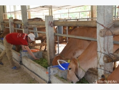 Ứng dụng KHKT chăn nuôi bò cái sinh sản Brahman thuần