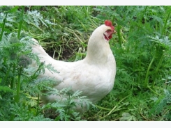 Project to prevent erysipelas in organic poultry