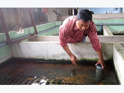 Giải pháp phòng bệnh đảm bảo năng suất lươn nuôi cao