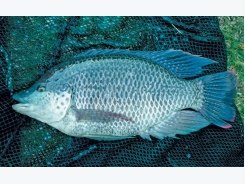 Cold-tolerant tilapia can weather winter’s chill