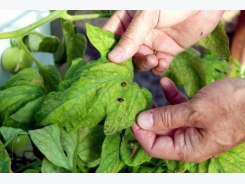 The benefits and history of aquaponics