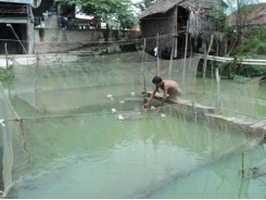 Nuôi cá lóc kết hợp cá trê vàng trong mùng lưới trên sông cho năng suất tốt